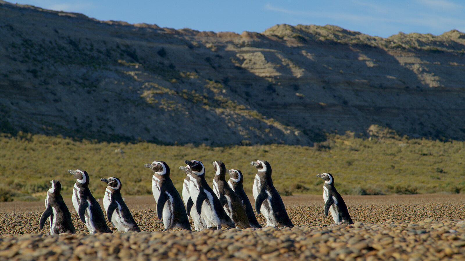 Meet the adorable penguins living across Patagonia